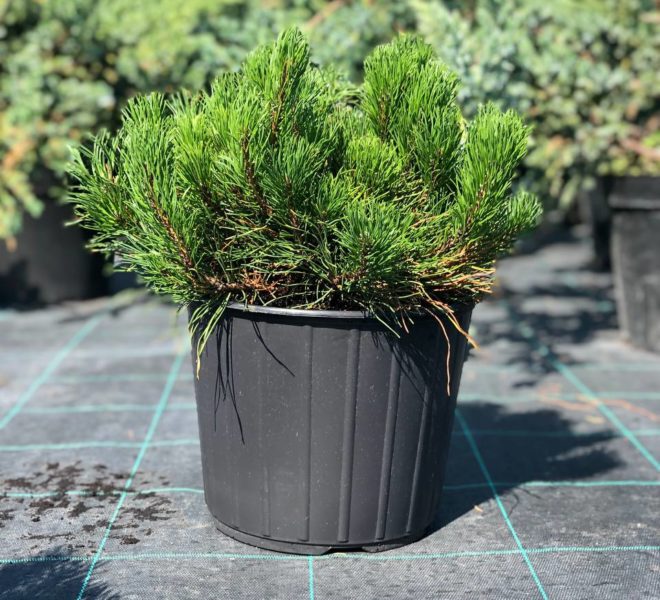 Сосна горная `Мугус``Mughus`