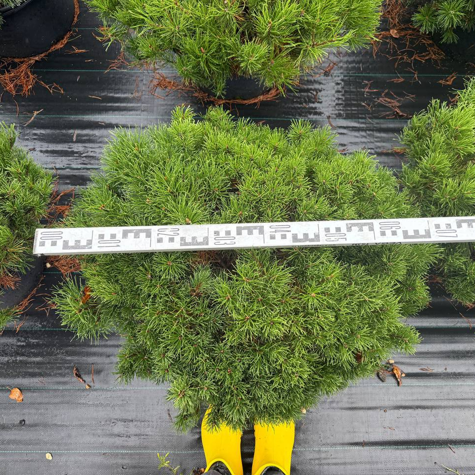 Сосна горная Мугус (Mughus)