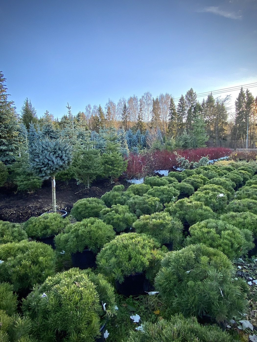 Сосна горная `Мугус``Mughus`