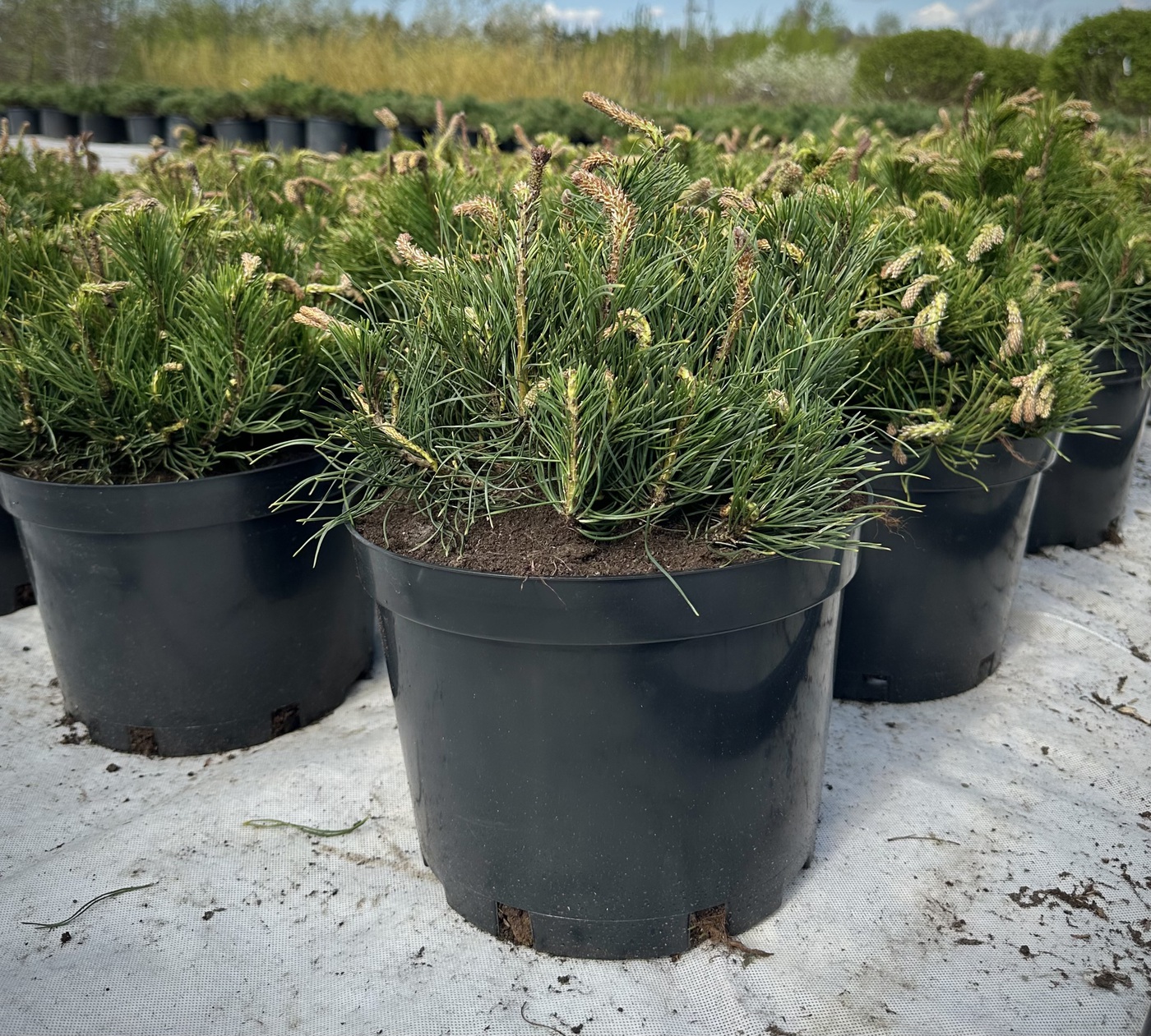 Сосна горная `Мугус``Mughus`