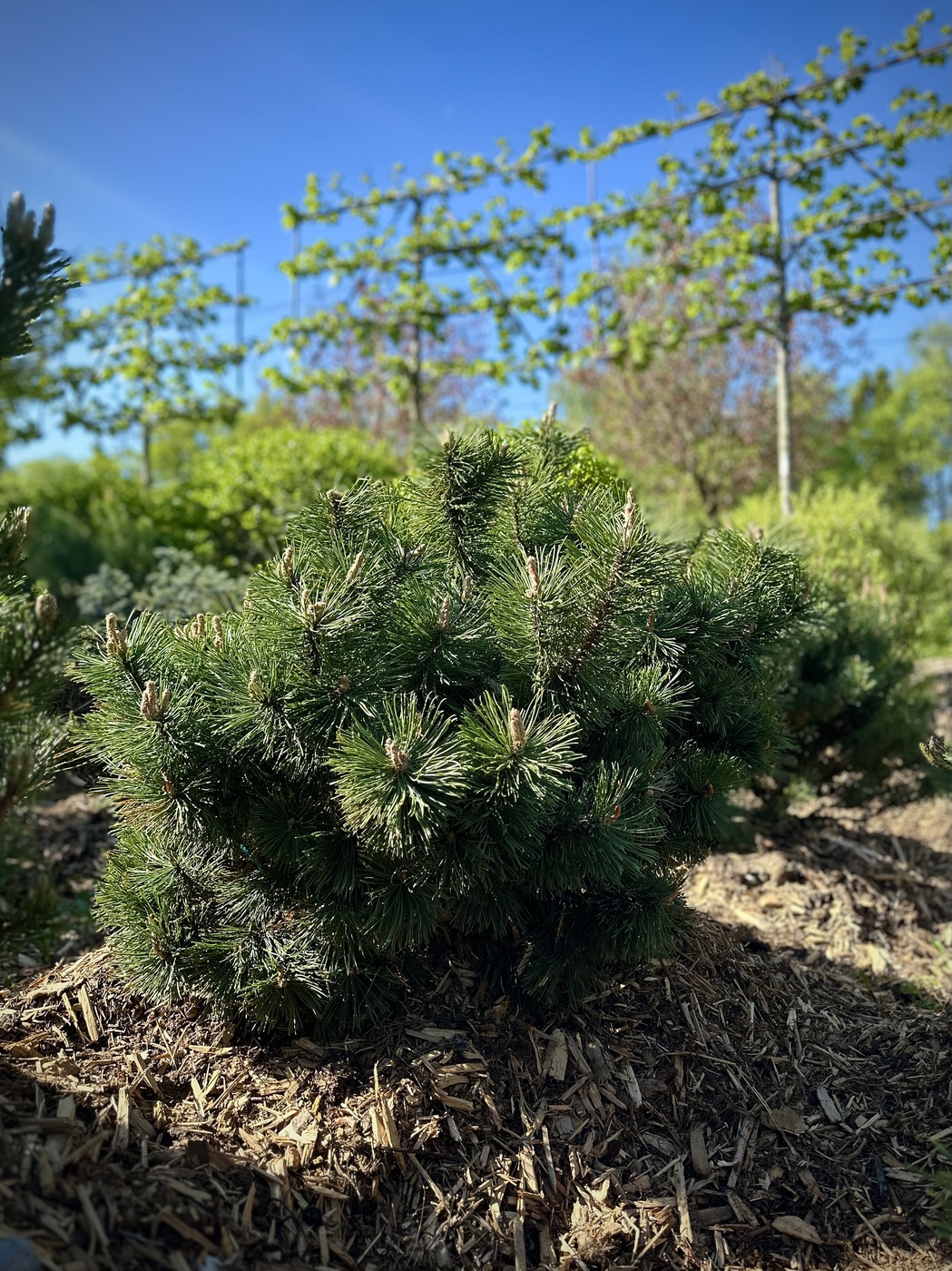 Сосна горная `Мугус``Mughus`