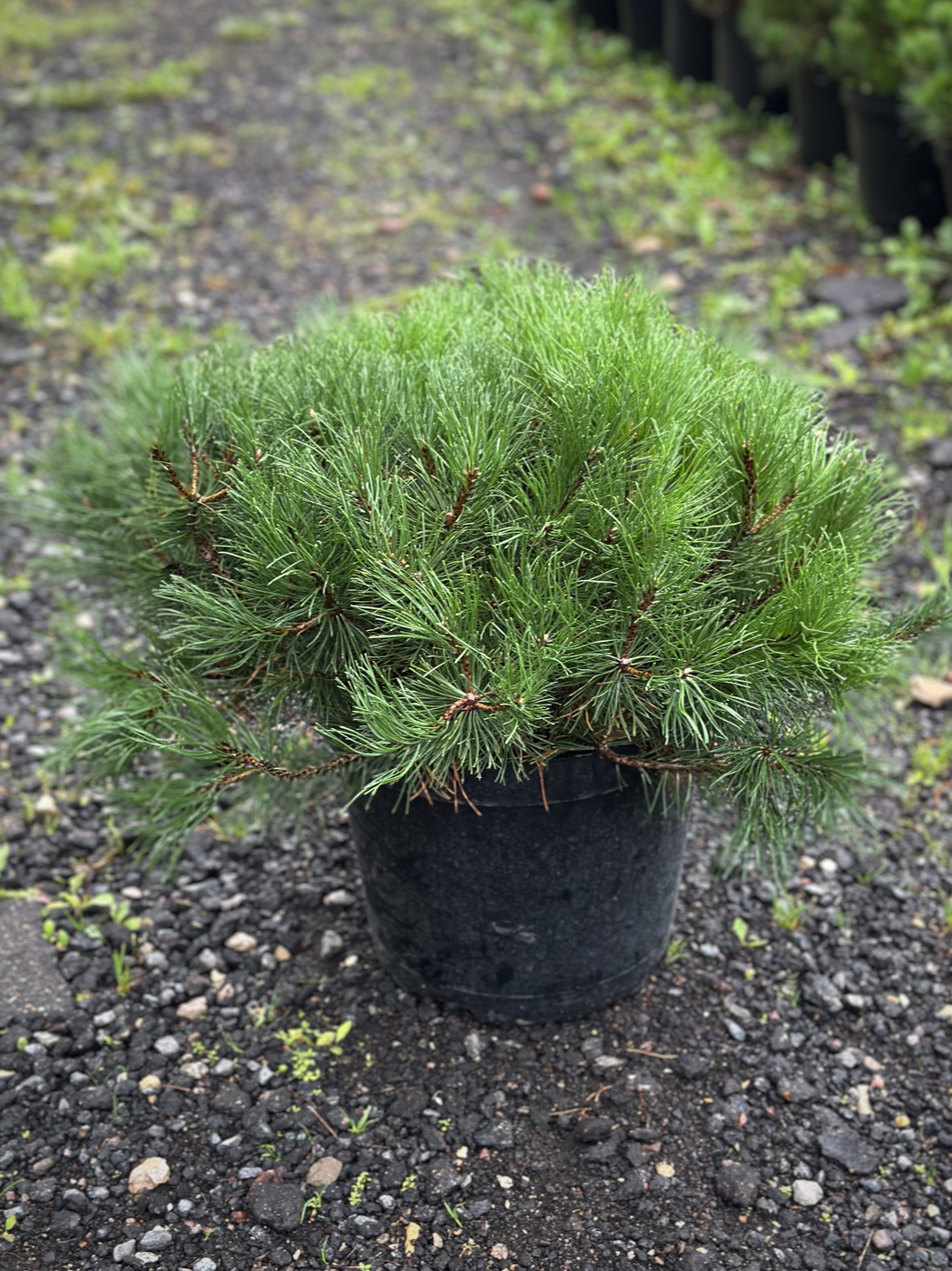 Сосна горная `Мугус``Mughus`