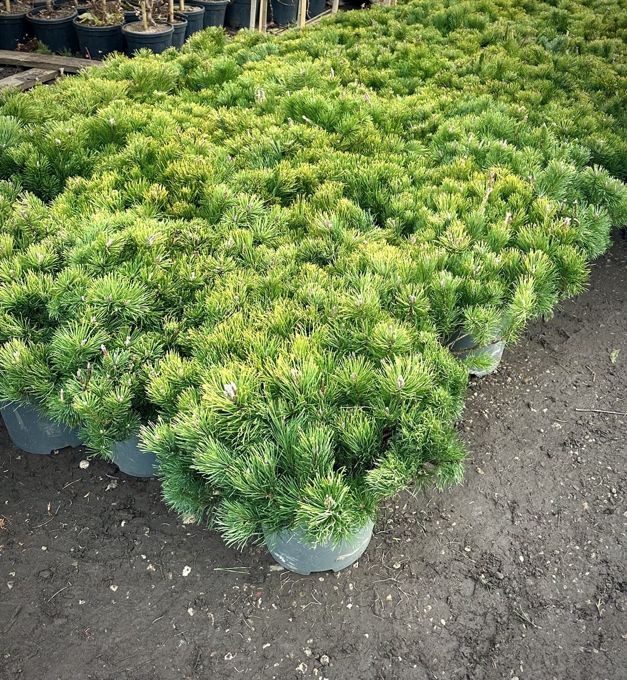 Сосна горная `Мугус``Mughus`