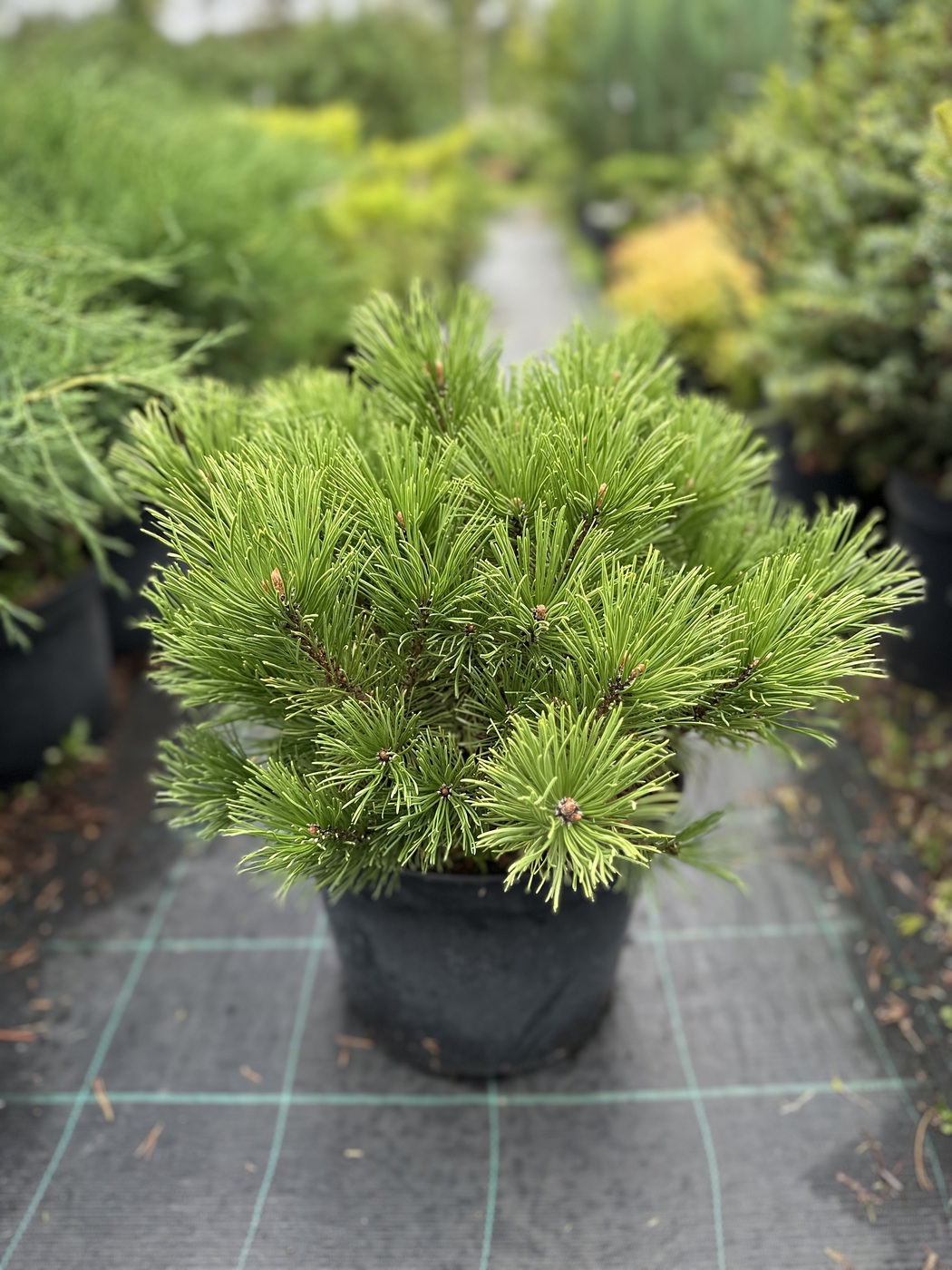 Сосна горная `Винтер Голд``Winter Gold`