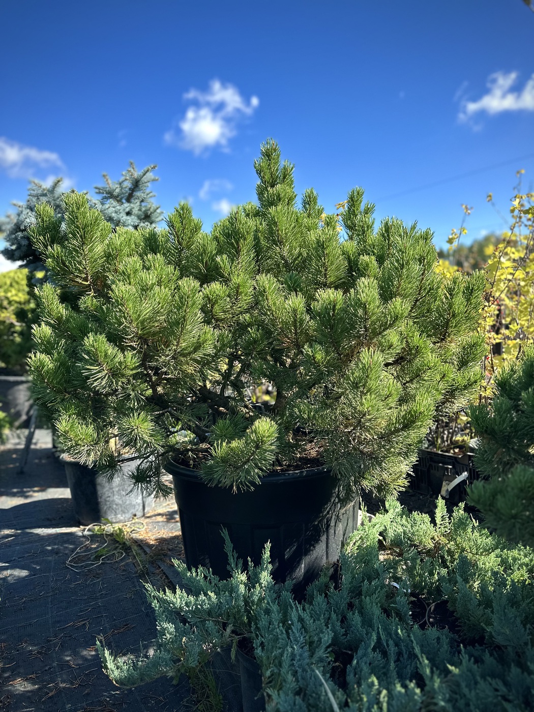 Сосна горная `Винтер Голд``Winter Gold`