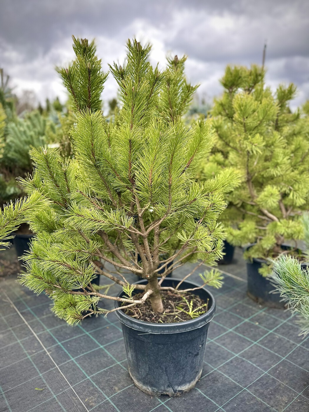 Сосна горная Винтер Голд (Winter Gold)