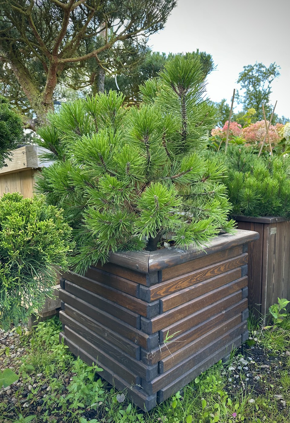 Сосна горная `Винтер Голд``Winter Gold`