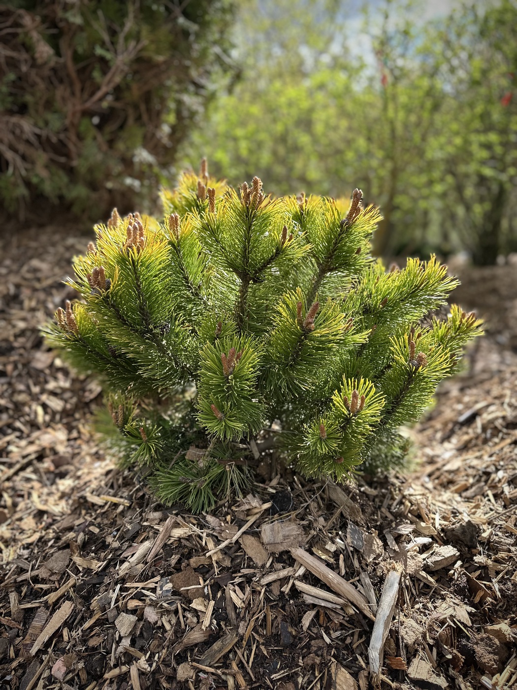 Сосна горная `Винтер Голд``Winter Gold`