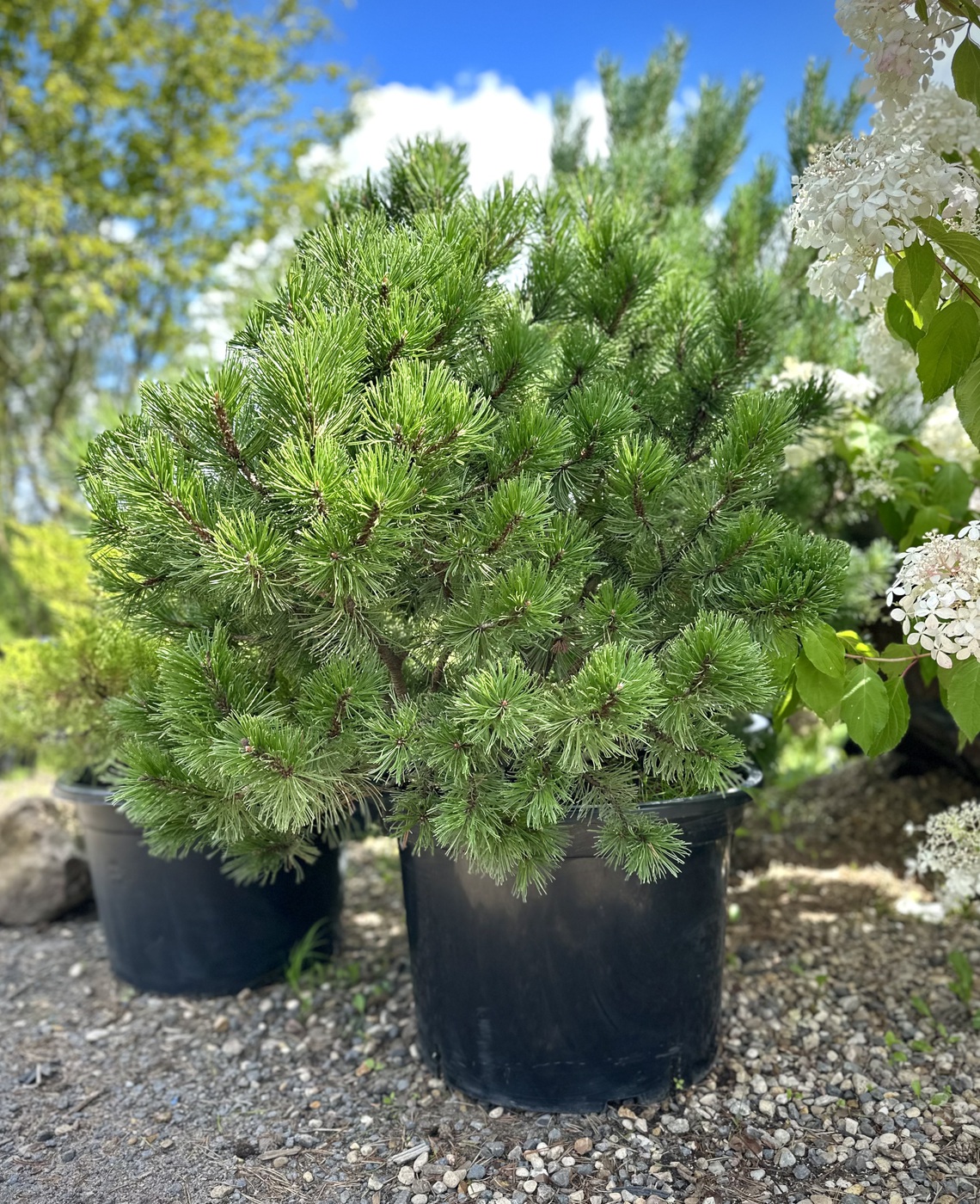 Сосна горная `Винтер Голд``Winter Gold`