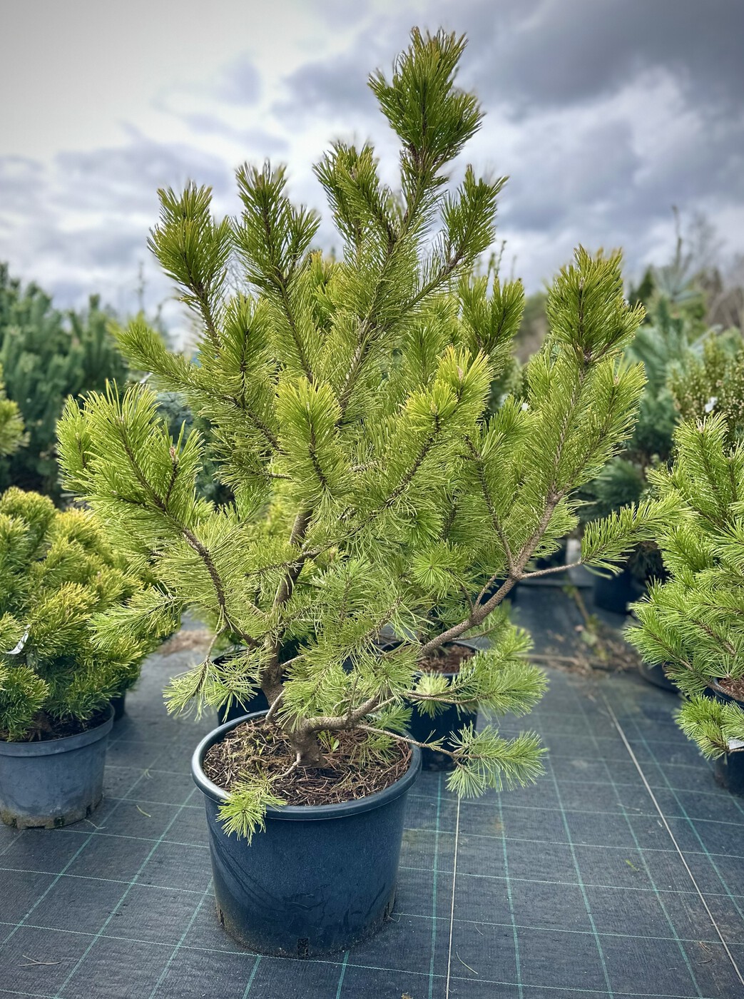 Сосна горная Винтер Голд (Winter Gold)