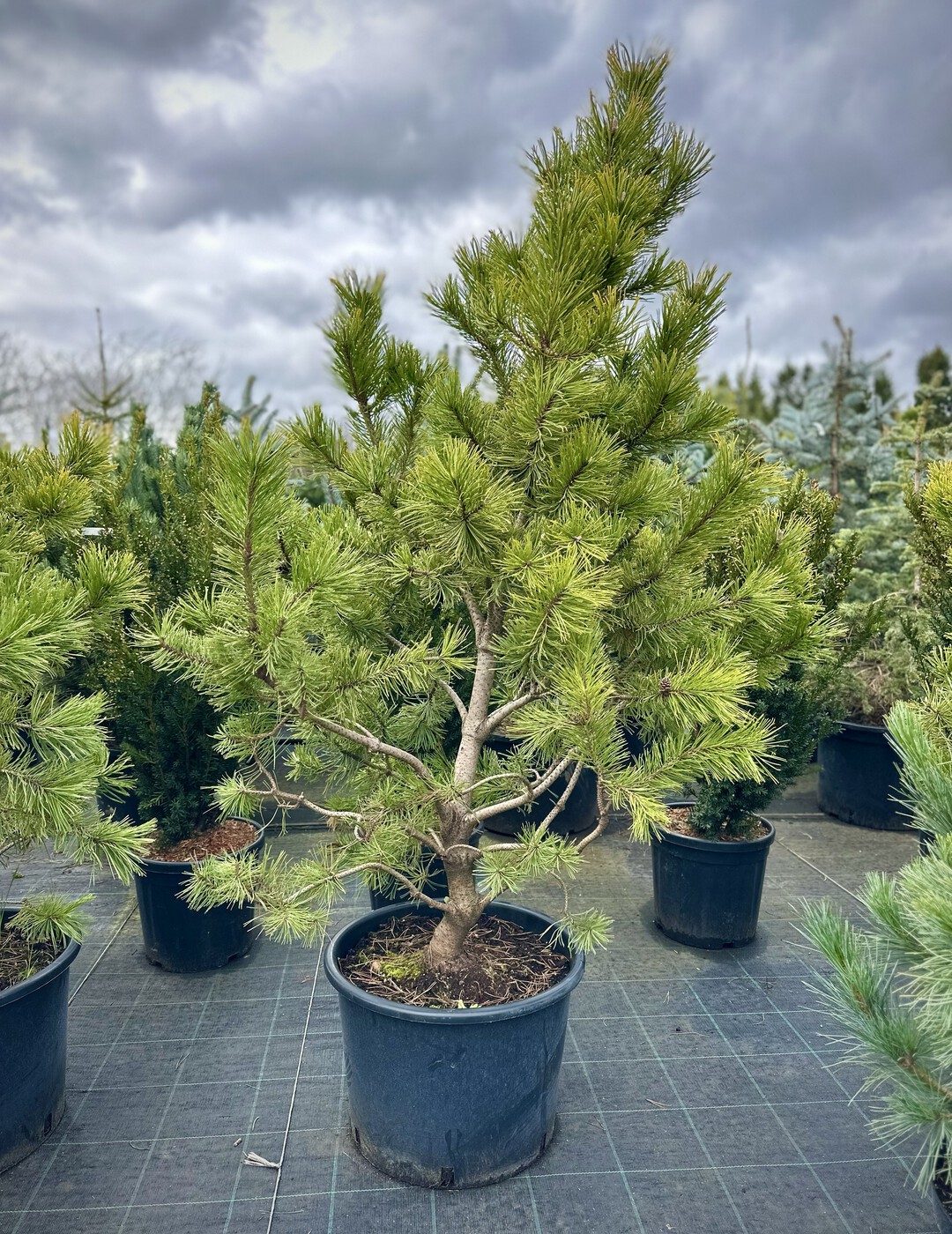 Сосна горная Винтер Голд (Winter Gold)