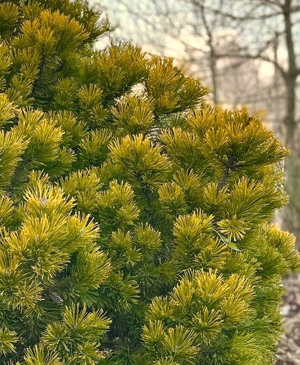 Сосна горная Винтер Голд (Winter Gold)