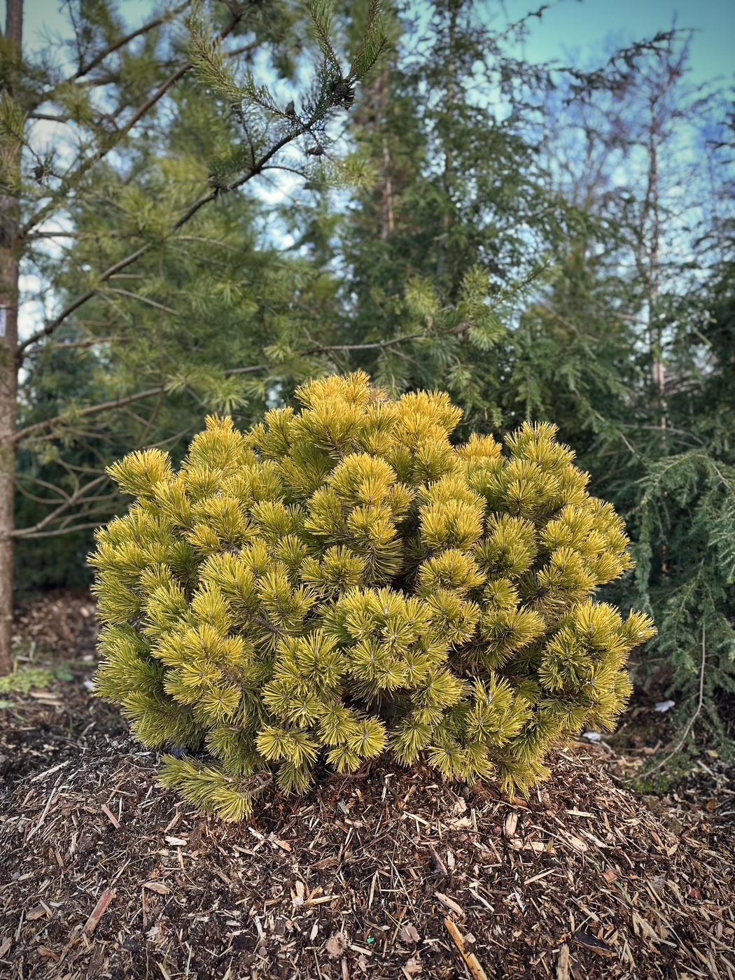 Сосна горная `Винтер Голд``Winter Gold`