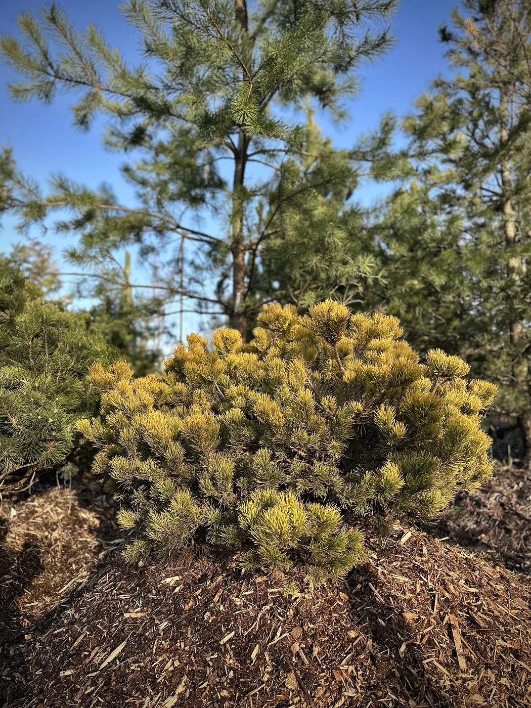 Сосна горная `Винтер Голд``Winter Gold`