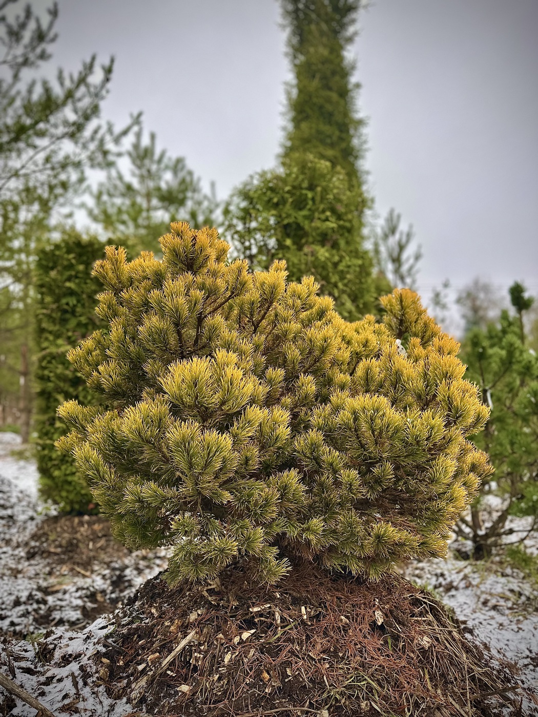 Сосна горная `Винтер Голд``Winter Gold`