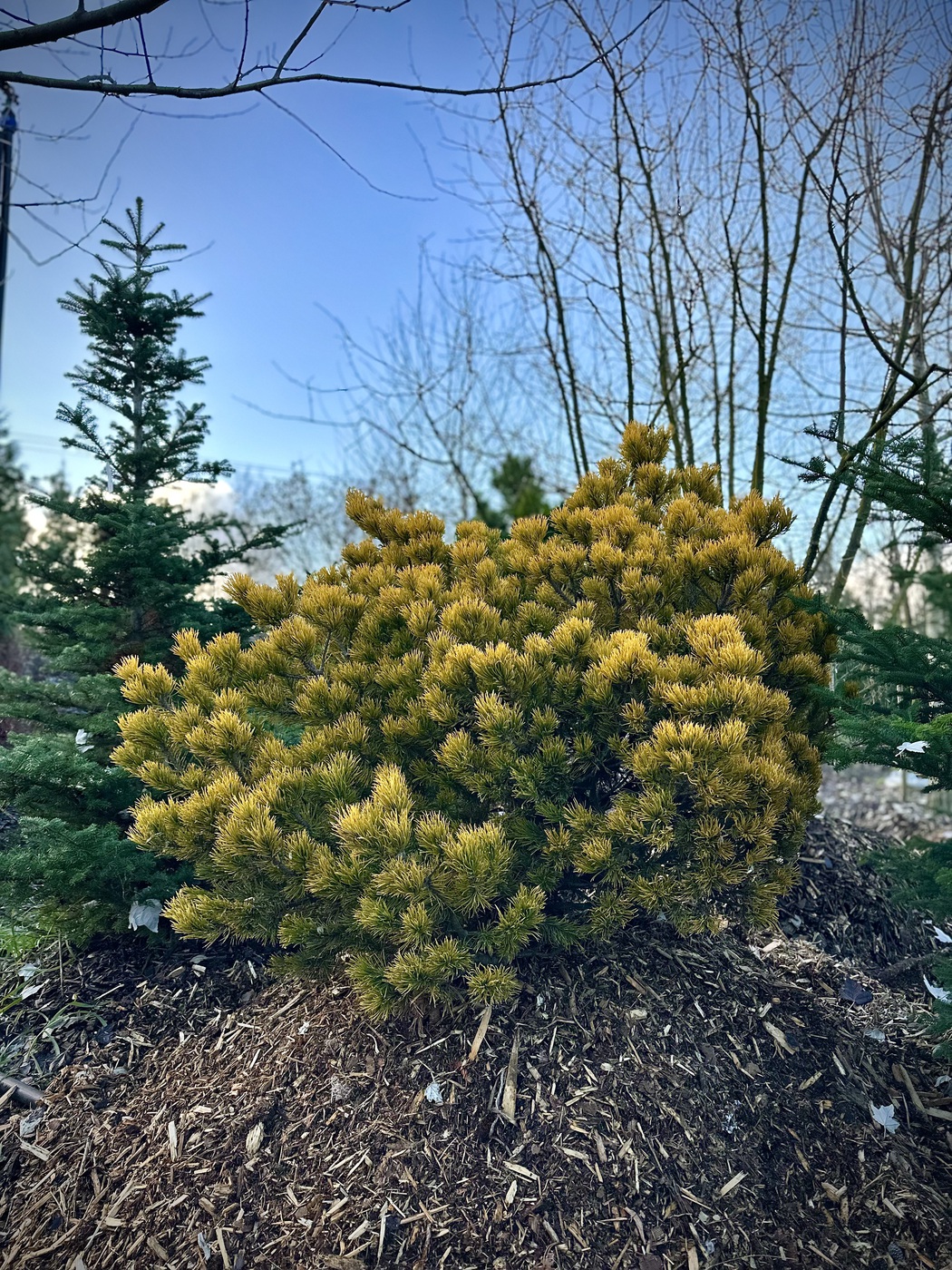 Сосна горная `Винтер Голд``Winter Gold`