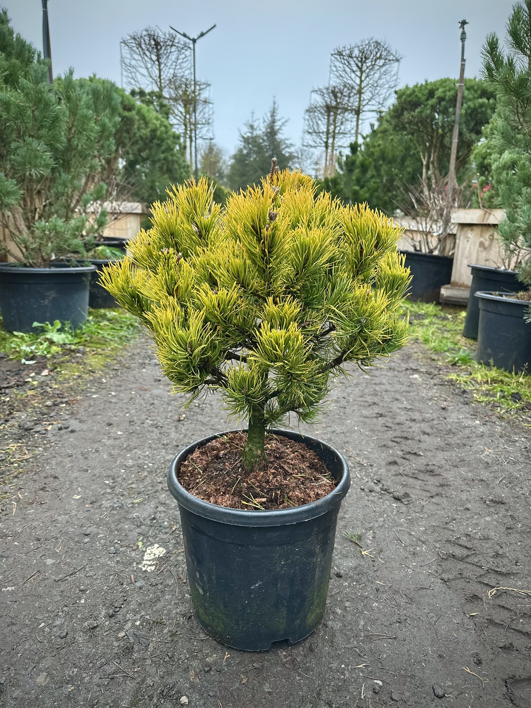 Сосна горная `Винтер Голд``Winter Gold`