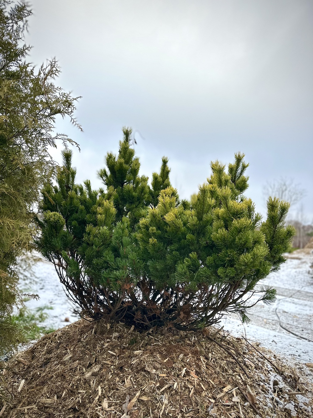 Сосна горная `Винтер Голд``Winter Gold`