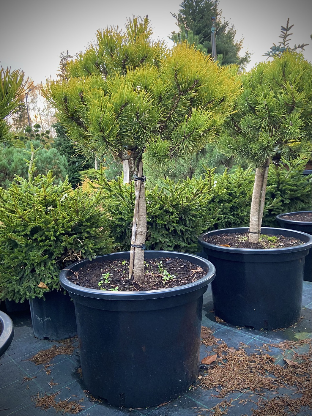 Сосна горная `Карстенс Винтерголд``Carsten's Wintergold`