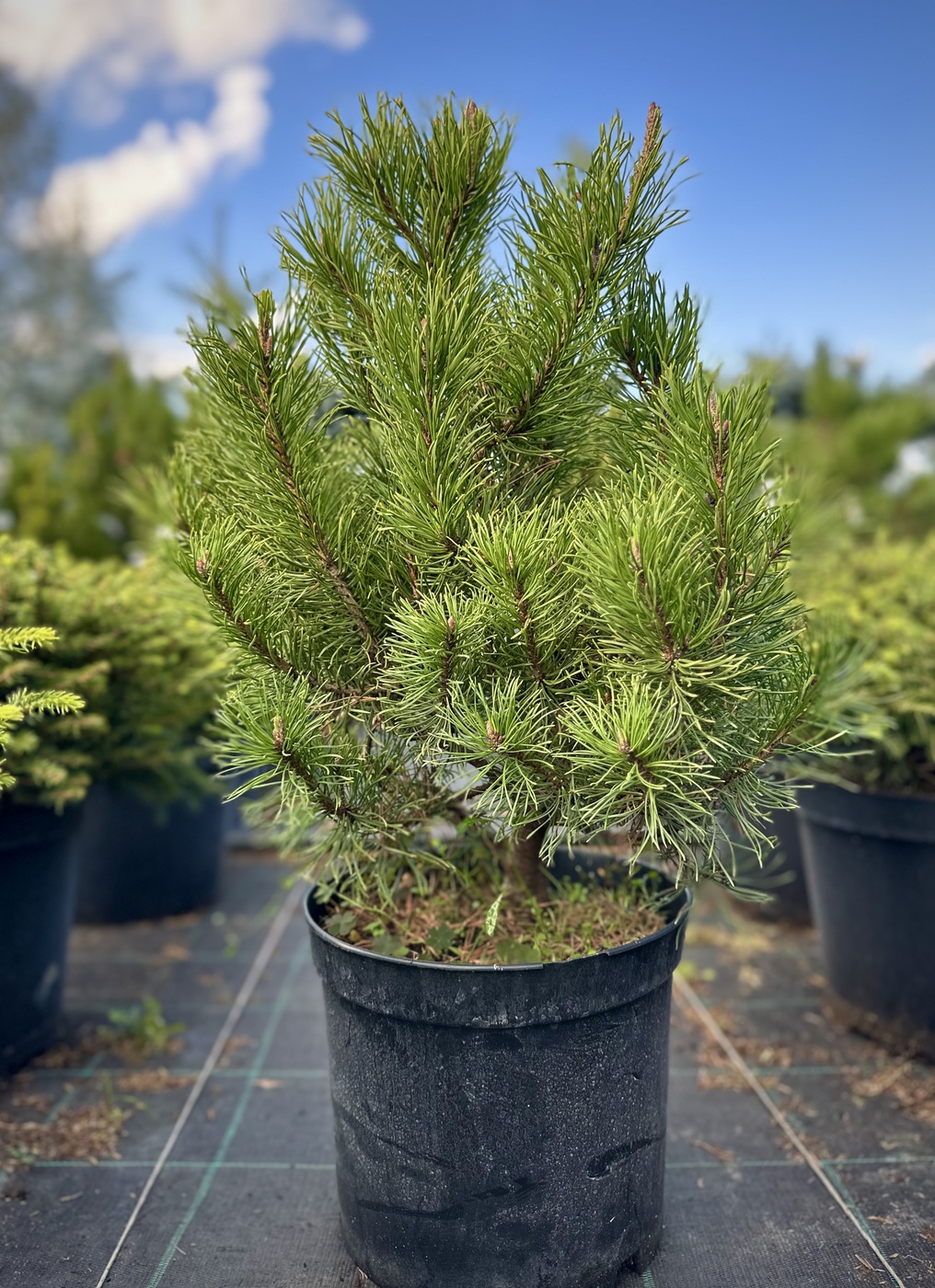 Сосна горная `Карстенс Винтерголд``Carsten's Wintergold`