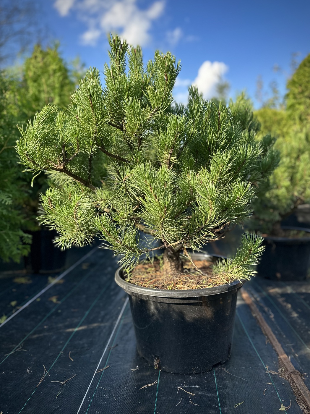 Сосна горная `Карстен``Carsten`