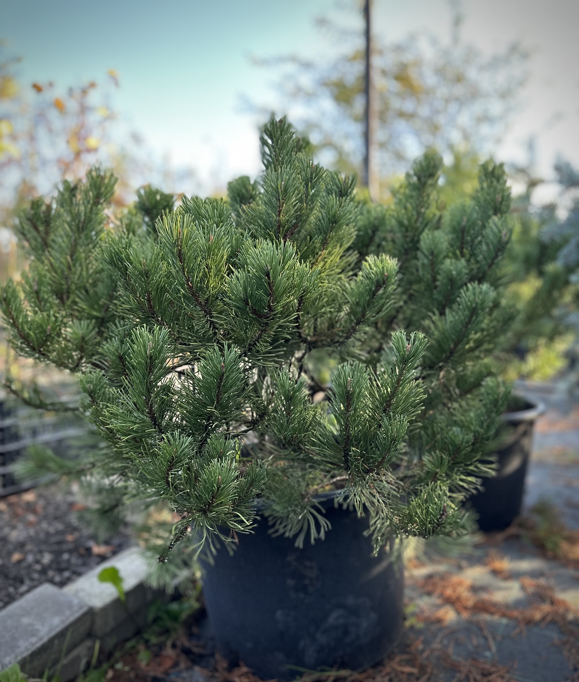 Сосна горная `Карстен``Carsten`