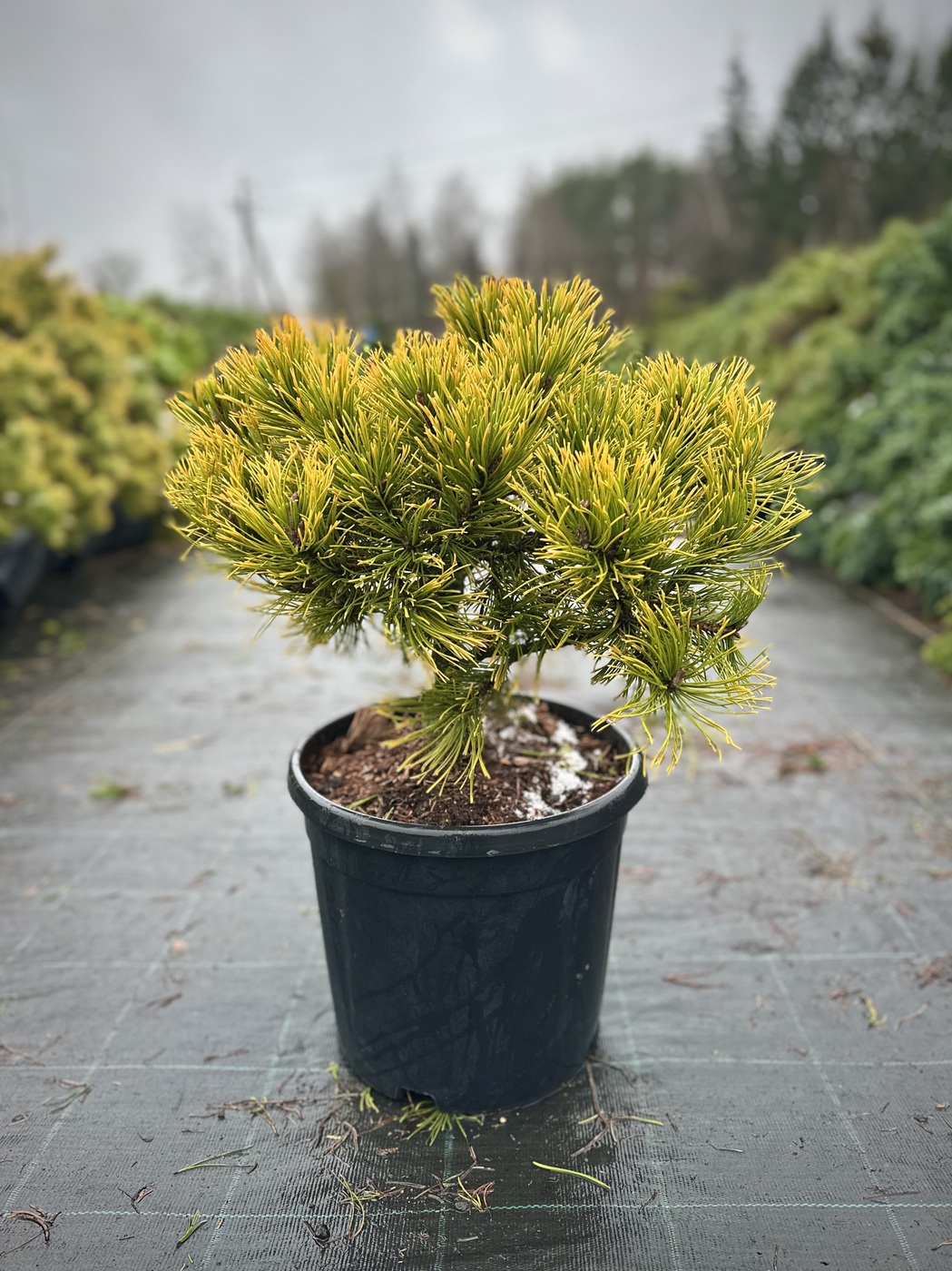 Сосна горная `Карстен``Carsten`