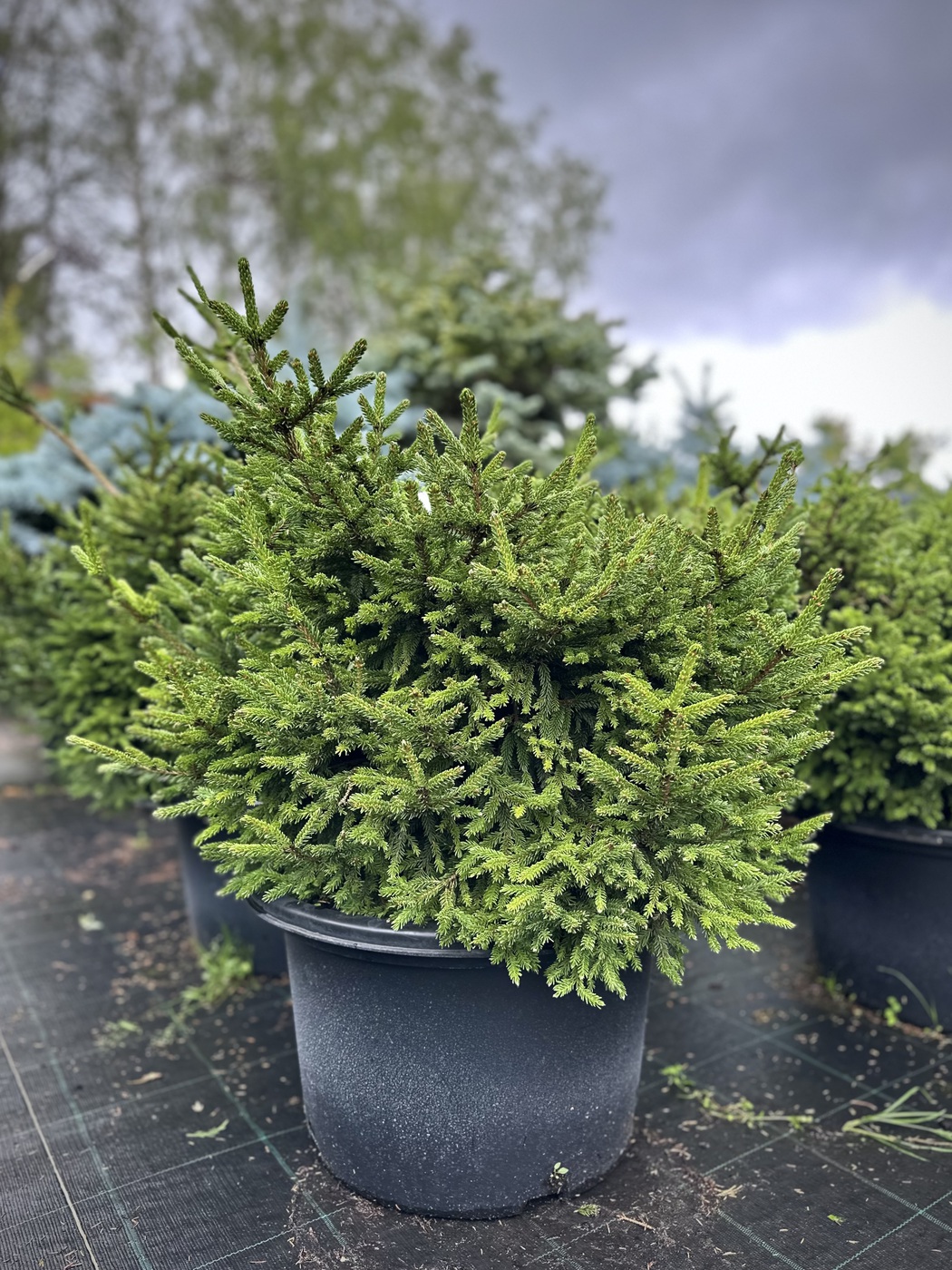 Ель восточная `Барнес``Barnes`