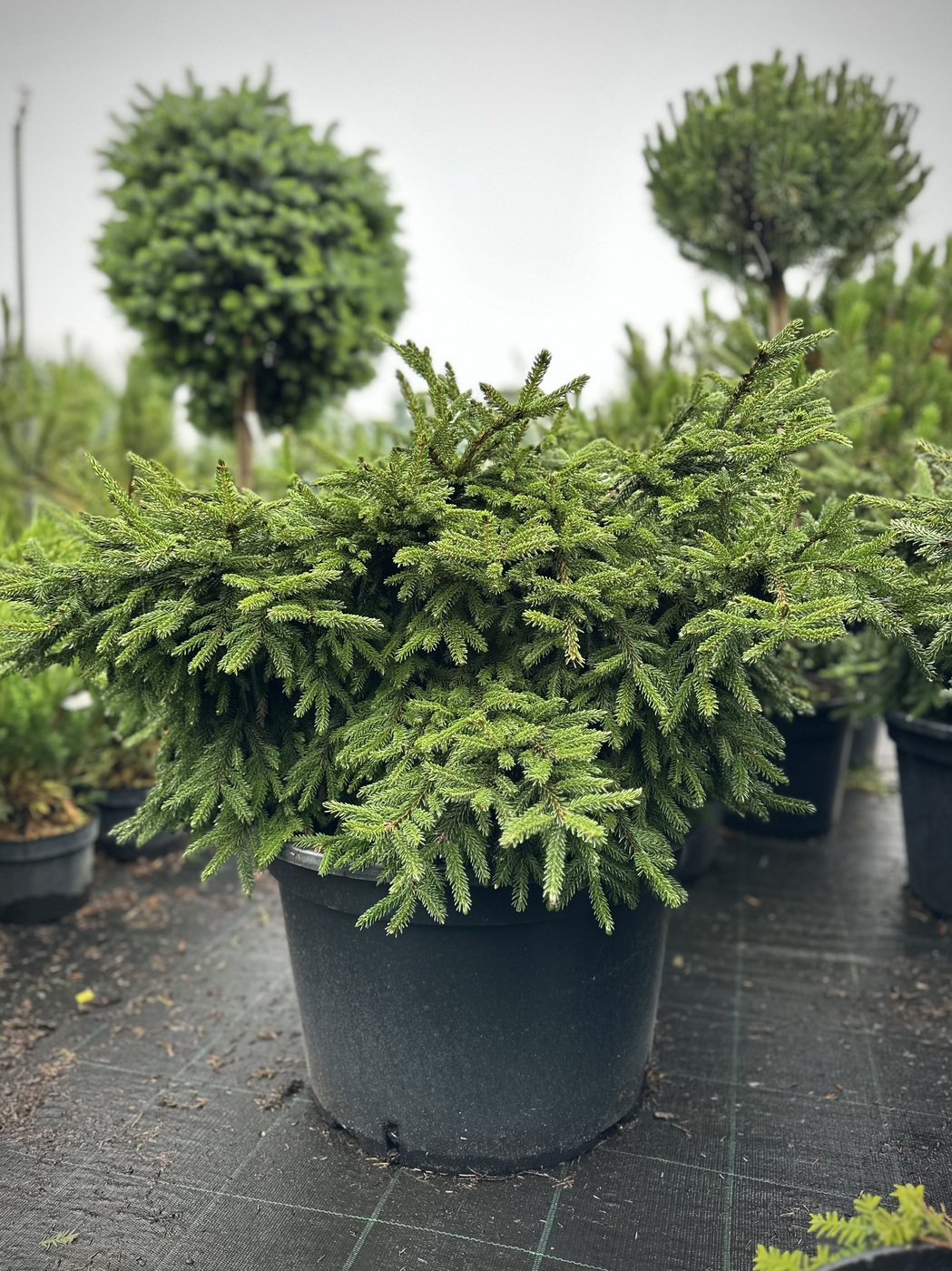 Ель восточная `Барнес``Barnes`