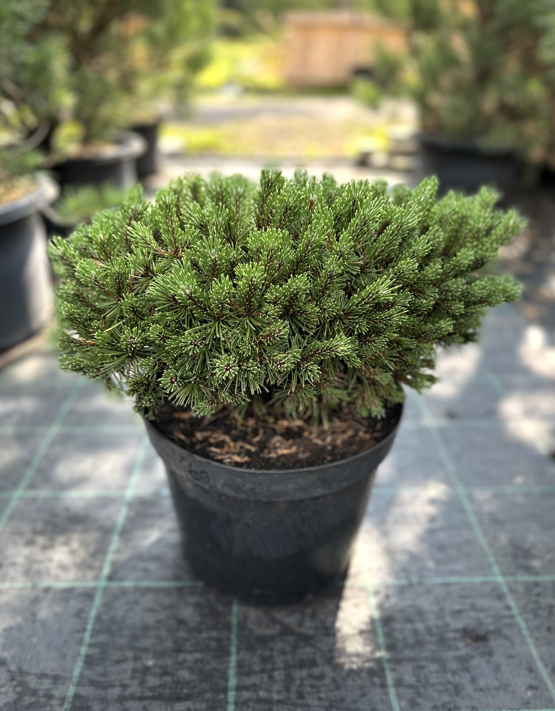 Сосна горная `Бенджамин``Benjamin`