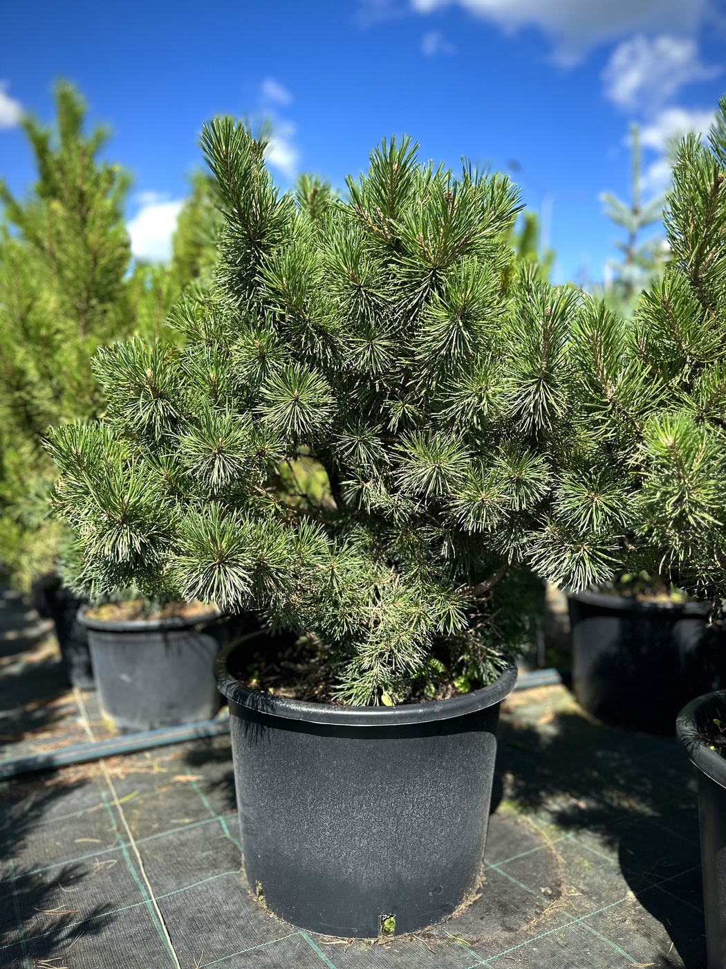 Сосна горная `Бенджамин``Benjamin`