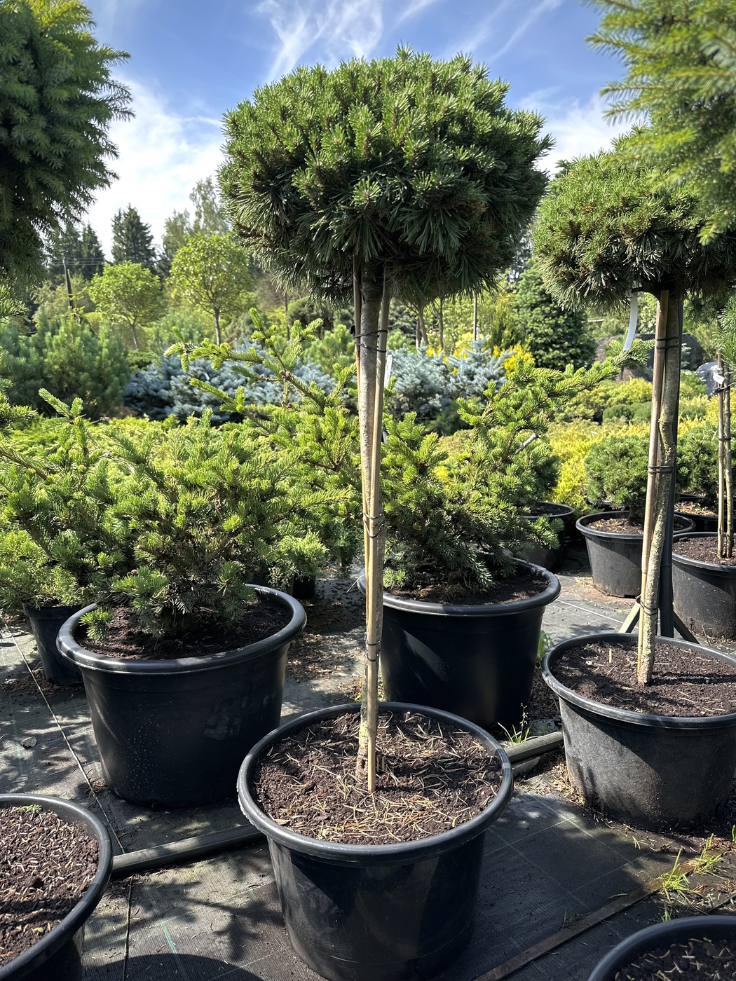 Сосна горная `Бенджамин``Benjamin`