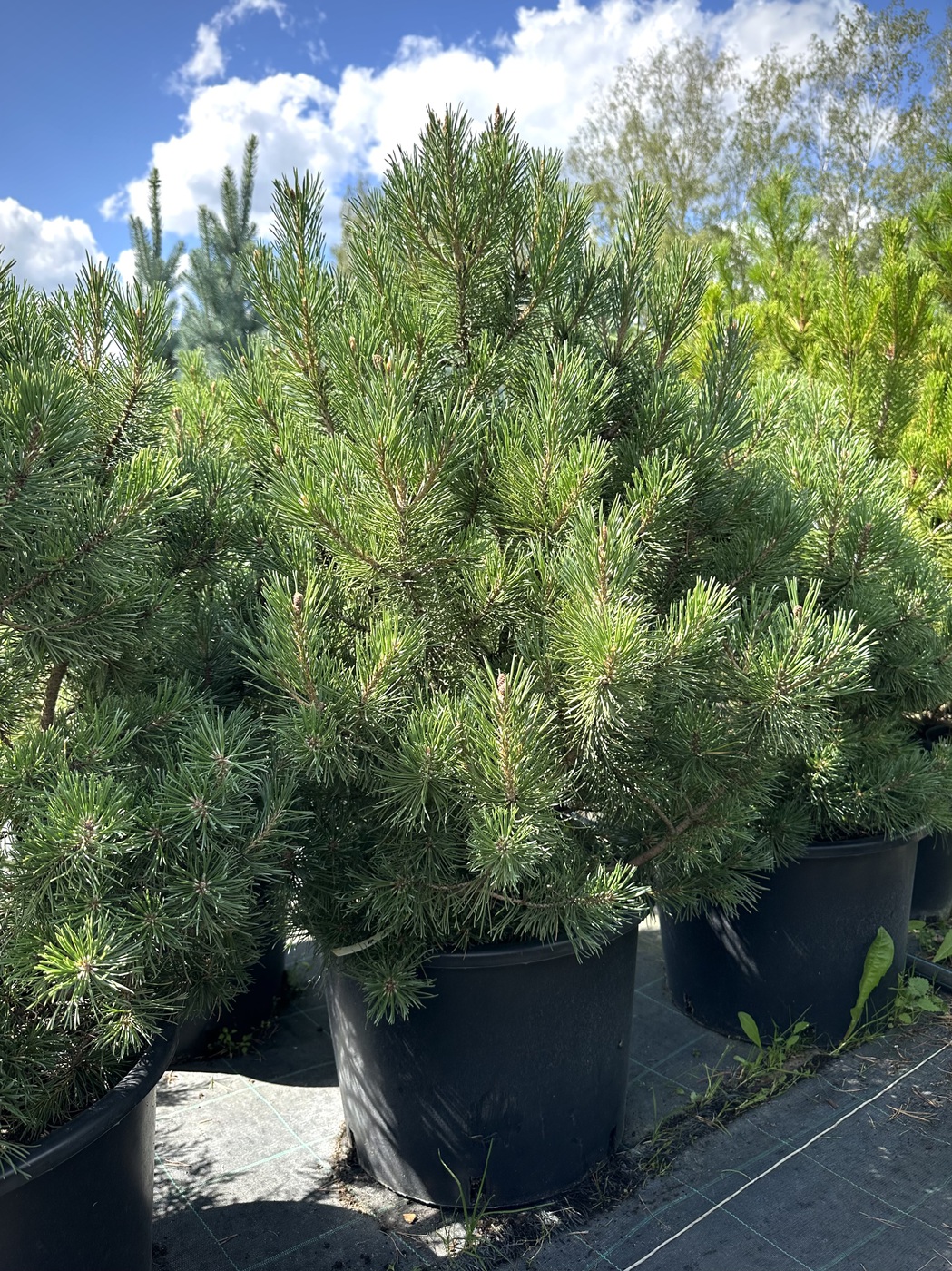 Сосна горная `Бенджамин``Benjamin`