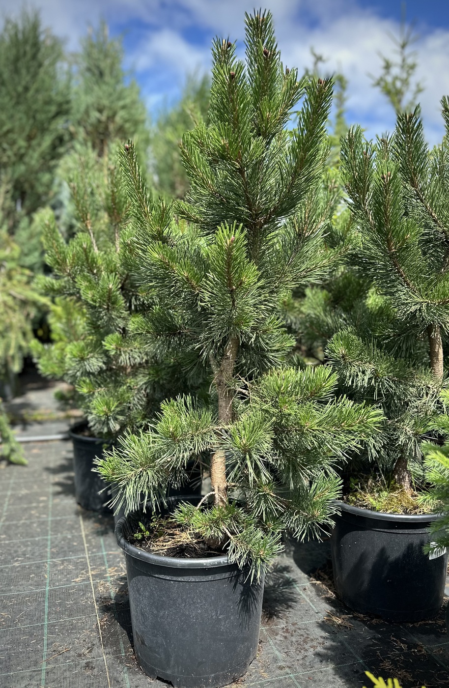 Сосна горная `Гном``Gnom`