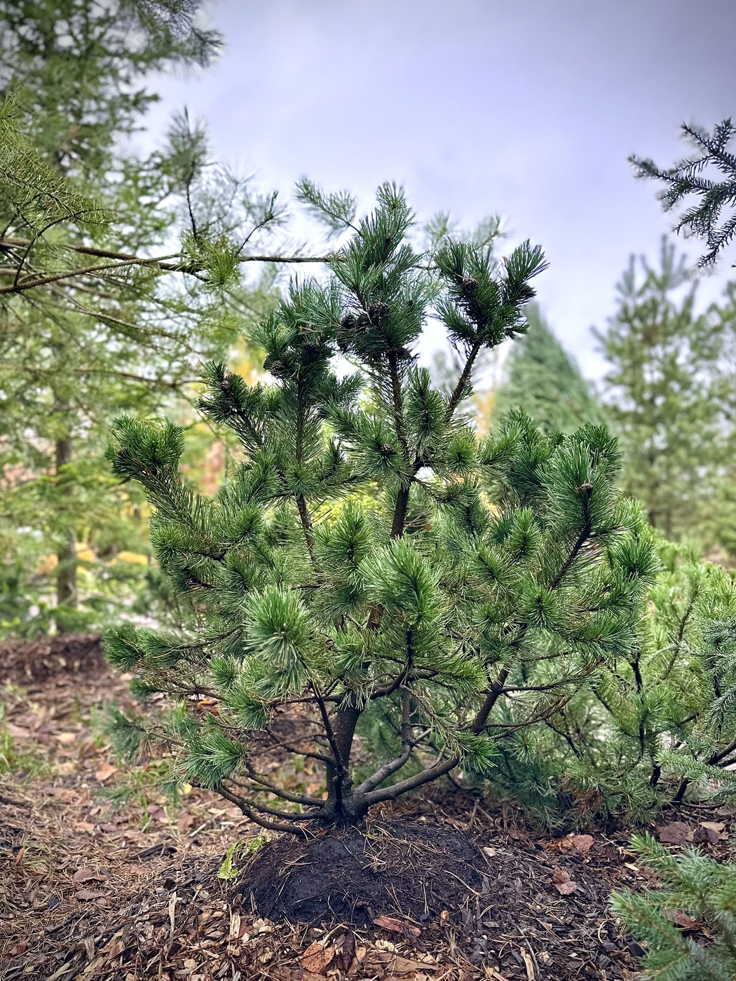 Сосна горная `Гном``Gnom`