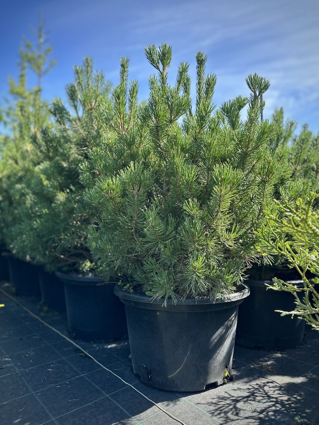 Сосна горная `Гном``Gnom`