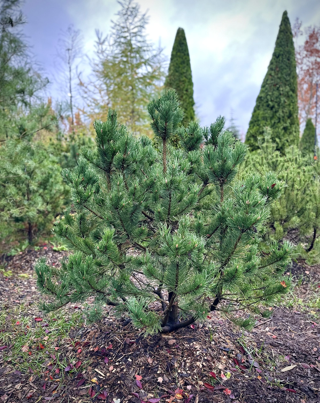 Сосна горная `Гном``Gnom`