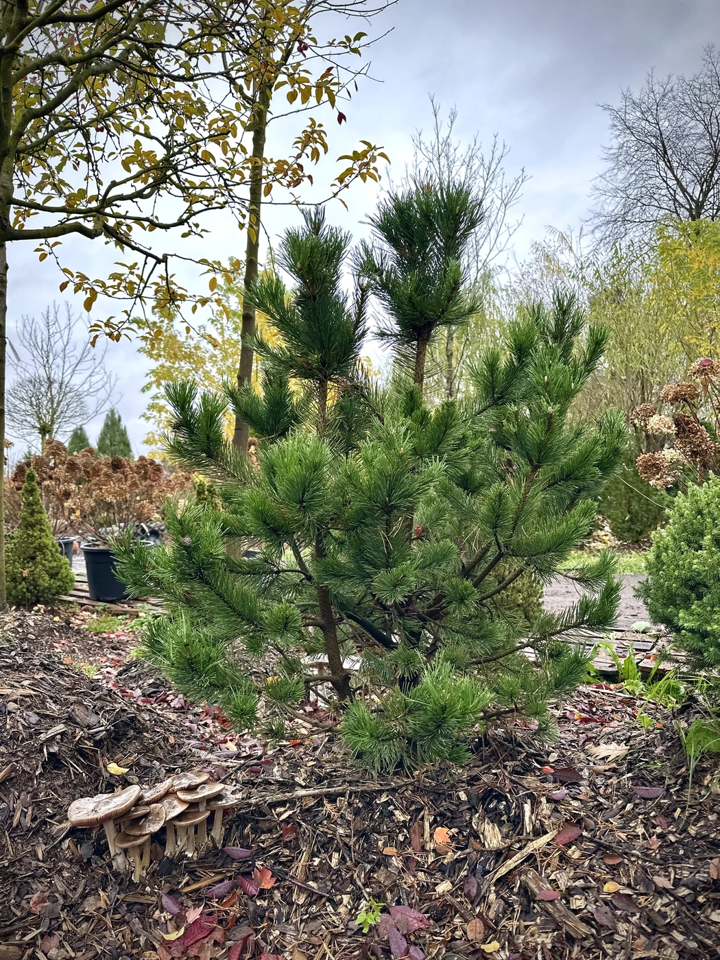 Сосна горная `Гном``Gnom`