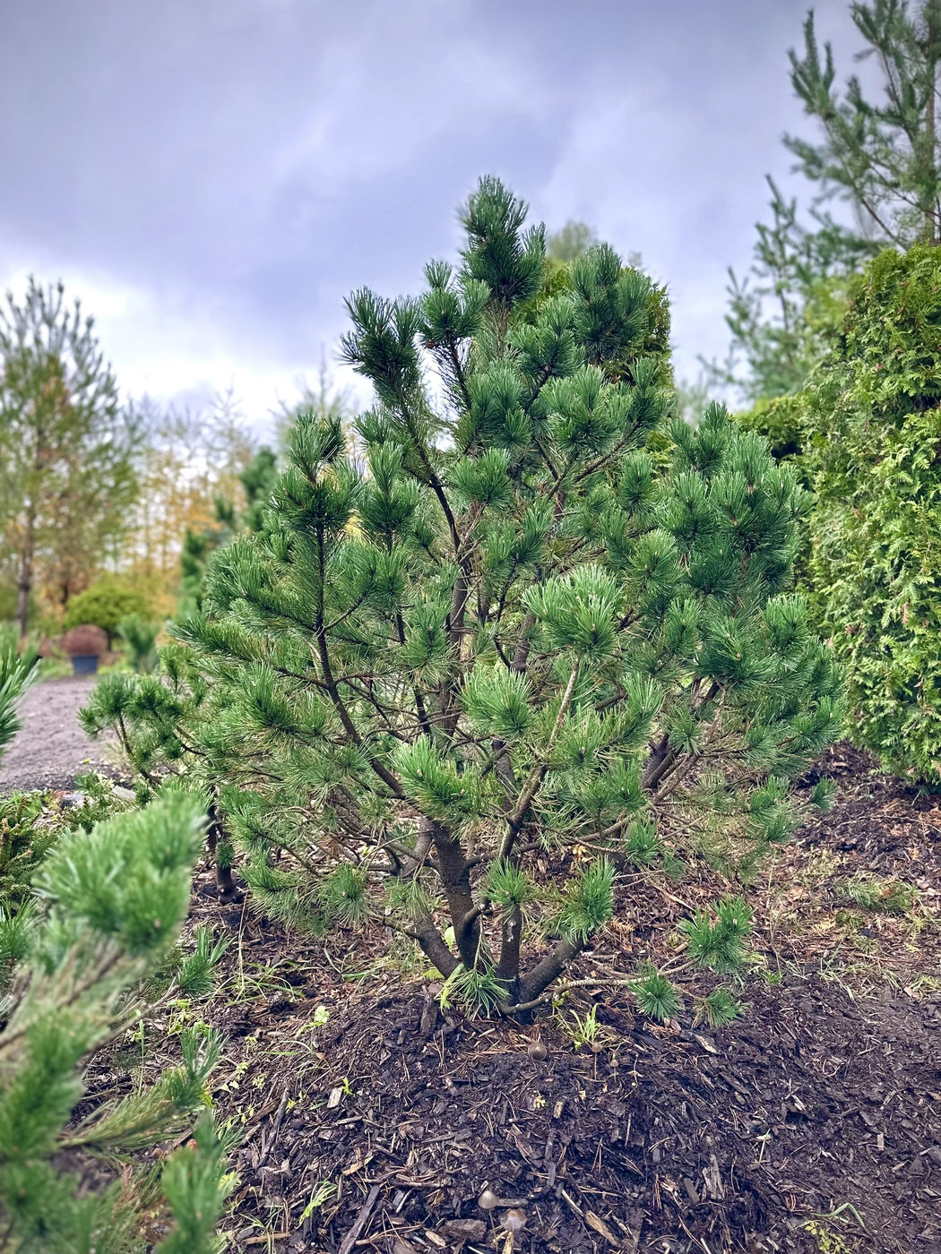 Сосна горная `Гном``Gnom`