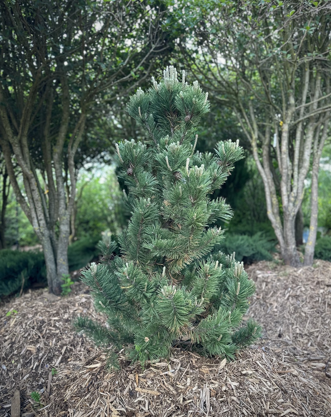 Сосна горная `Гном``Gnom`