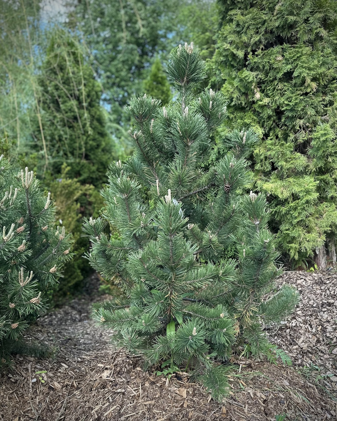 Сосна горная `Гном``Gnom`