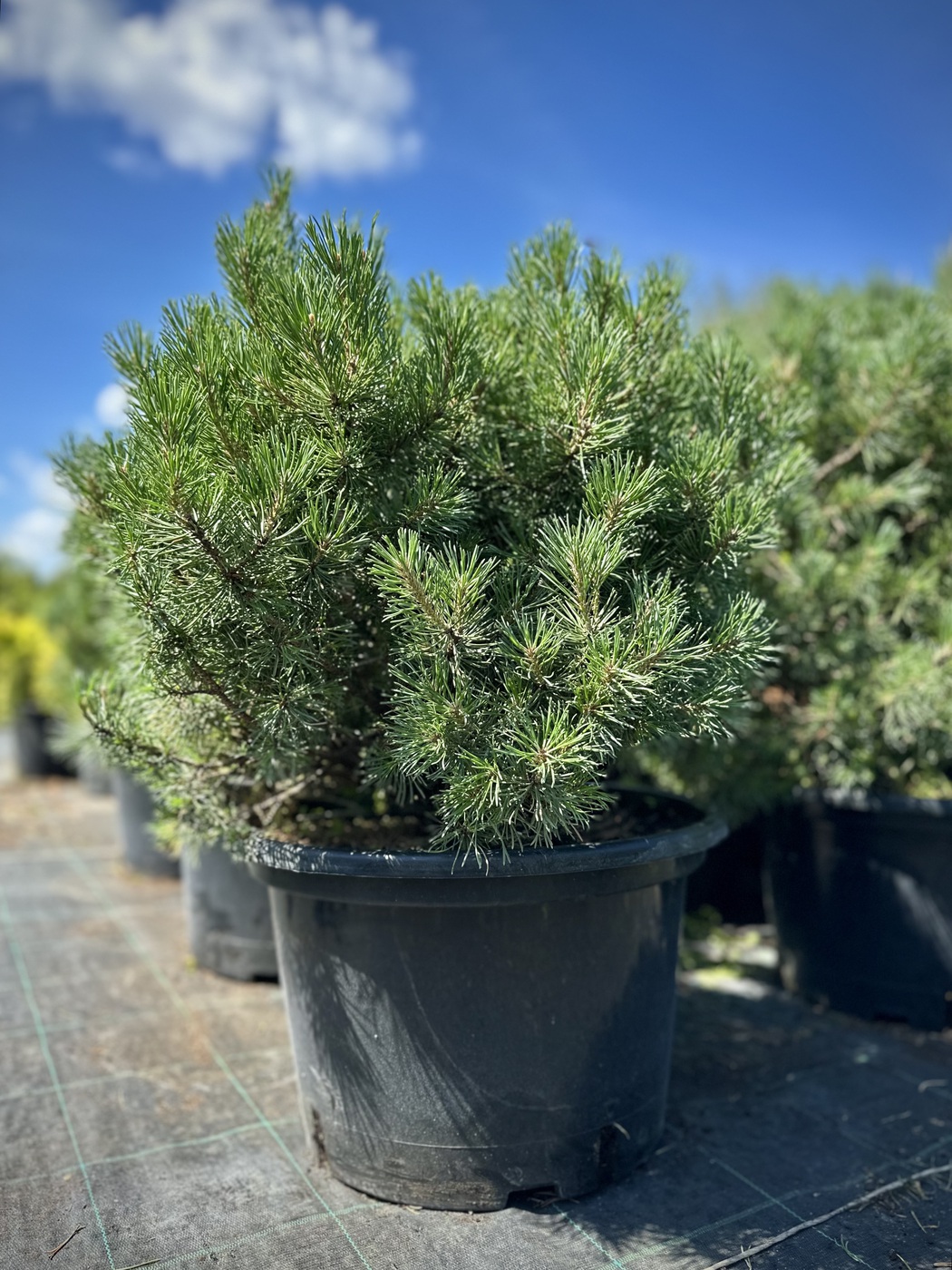 Сосна горная `Гном``Gnom`