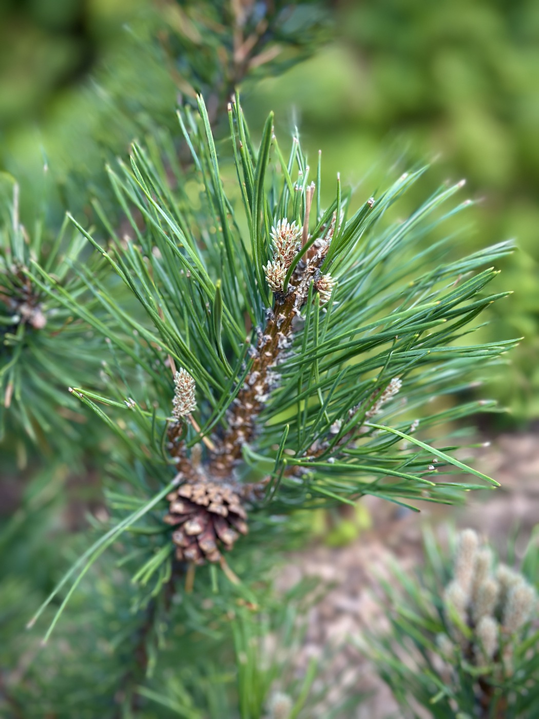 Сосна горная Гном (Gnom)