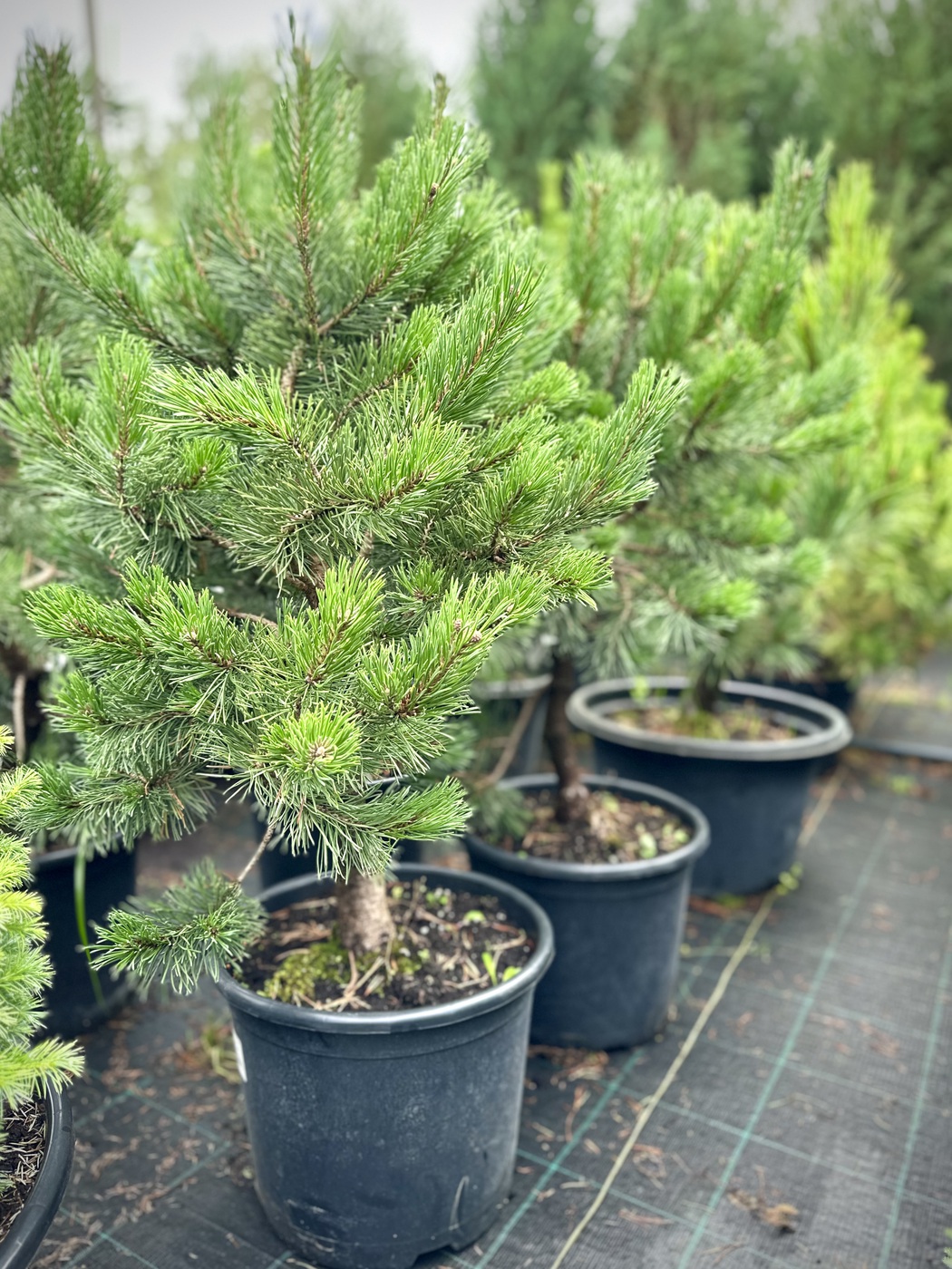 Сосна горная `Гном``Gnom`