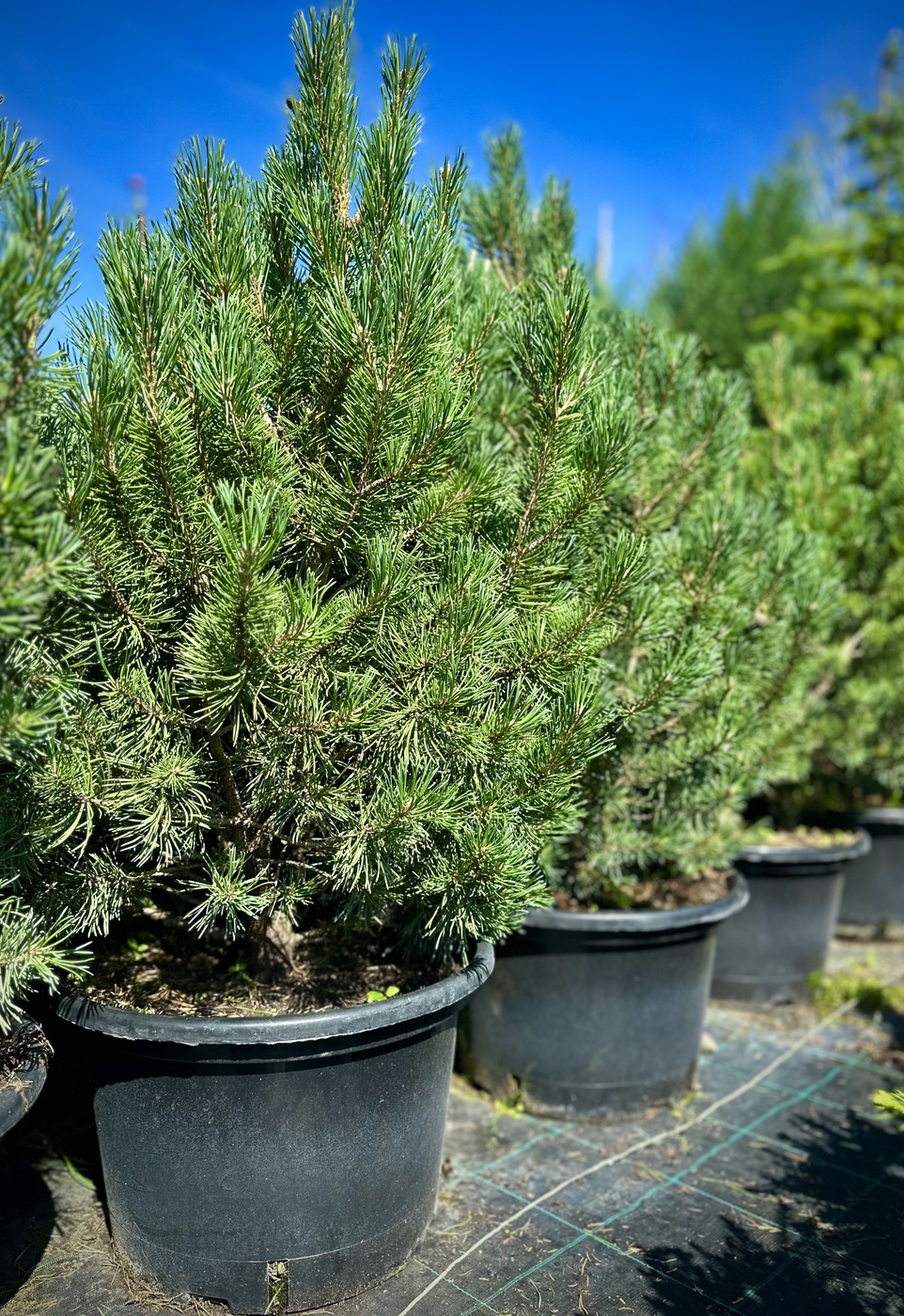 Сосна горная `Гном``Gnom`