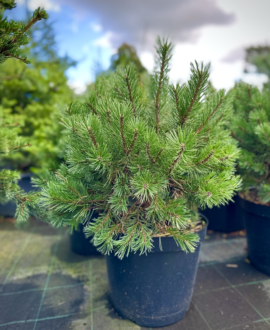 Сосна горная `Гном``Gnom`