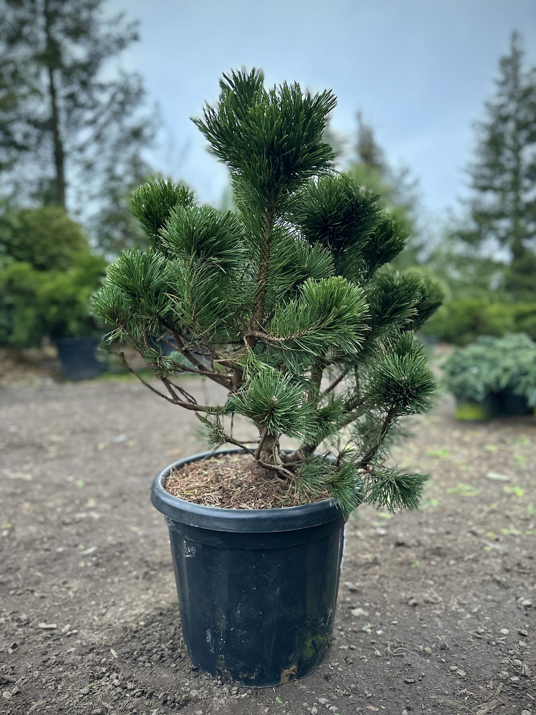 Сосна горная `Гном``Gnom`