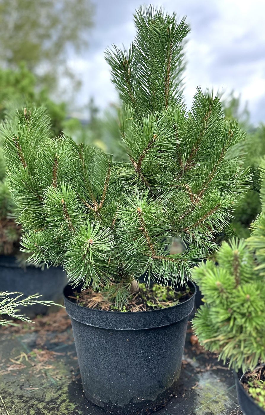 Сосна горная `Мумпитц``Mumpitz`