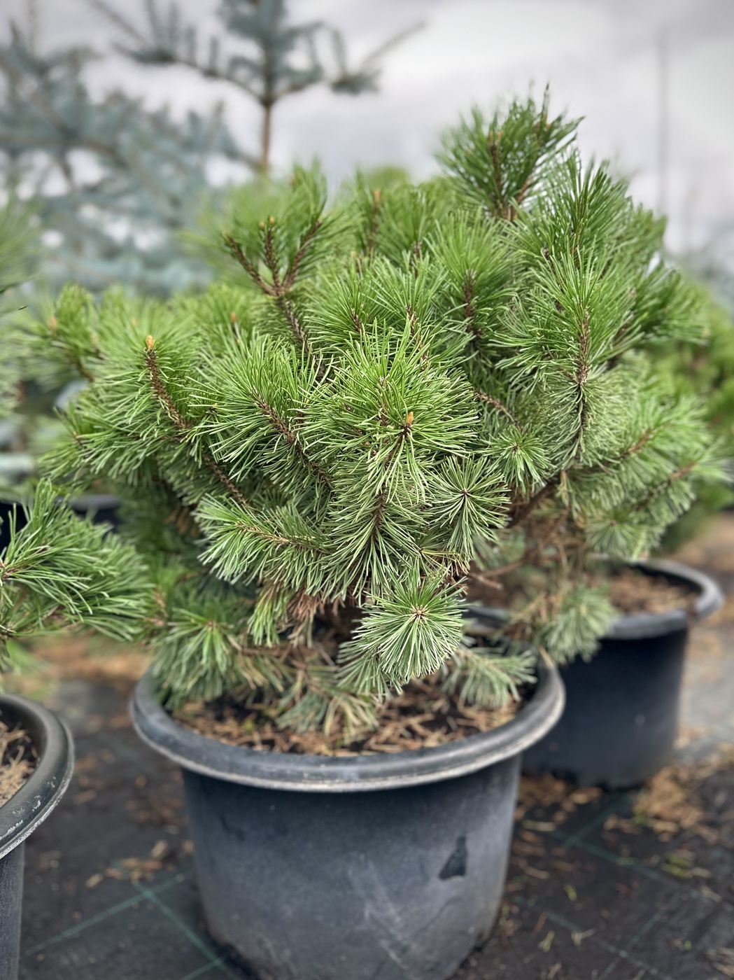 Сосна горная `Мумпитц``Mumpitz`