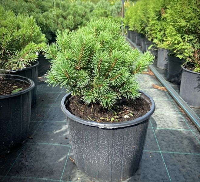 Сосна горная `Мопс``Mops`